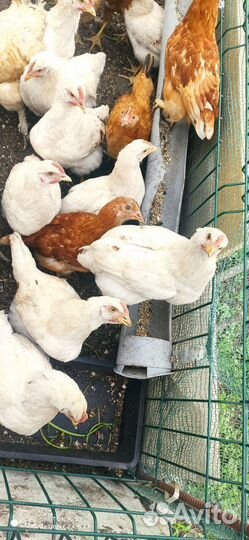 Петушки Ломан Браун