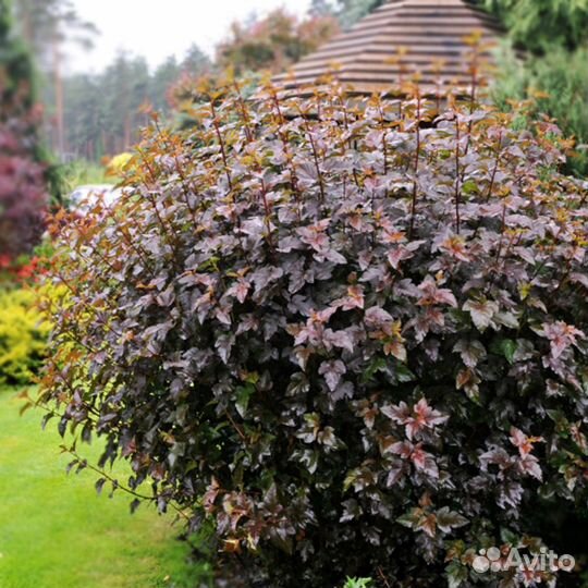 Пузыреплодник калинолистный Angel Gold, Red Baron