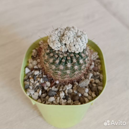 Кактусы