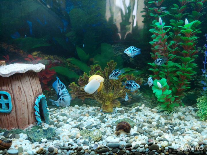 Сапфировый попугай (панда)