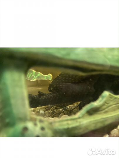 Аквариум с рыбками на 200л