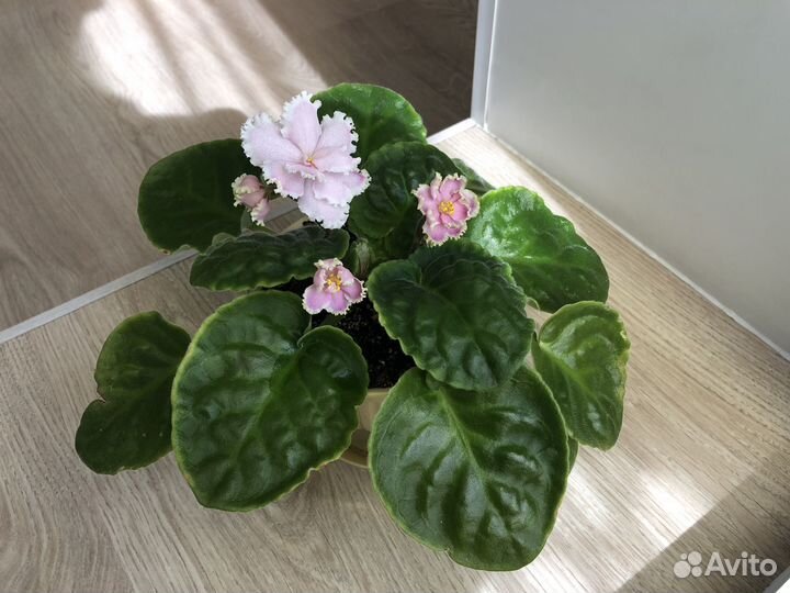 Фиалки цветущие в горшке