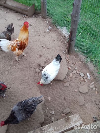 Молодые петухи
