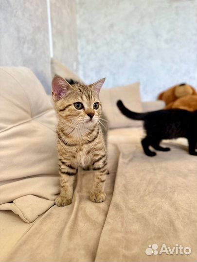 Шотландский котенок