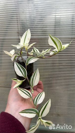 Традисканции