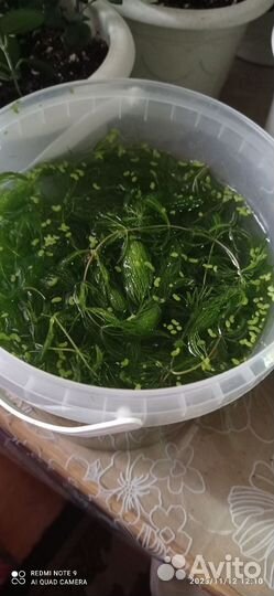 Роголистник прополка