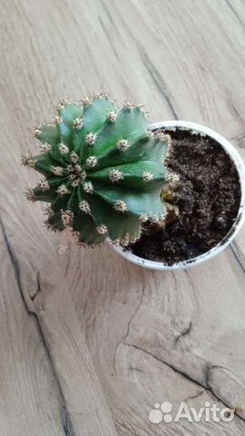 Кактусы и суккуленты