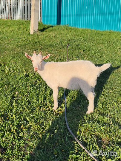 Продам козлят