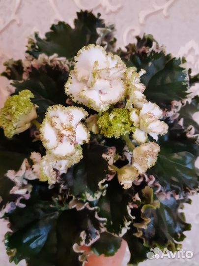 Фиалки сортовые