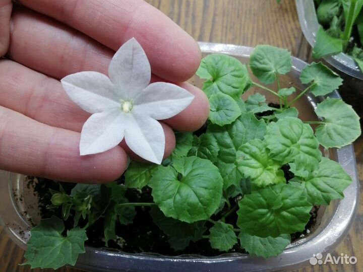 Кампанула жених невеста