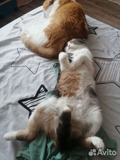 Кошка вислоухая