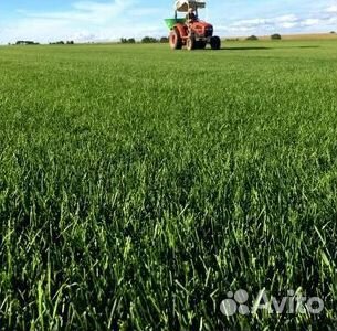 Рулонный газон