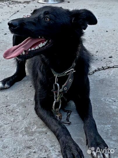 Овчаристого типа необычная собака ищет дом