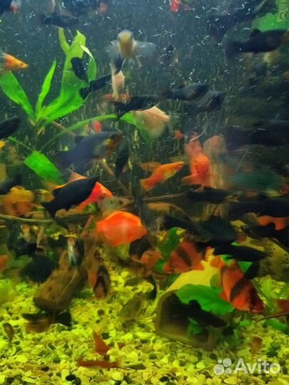 Аквариумные рыбки