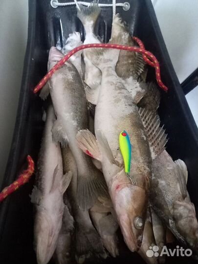 Набор ратлинов