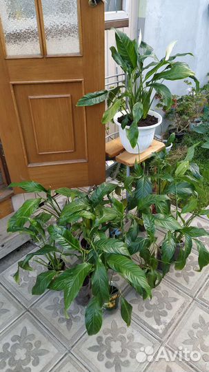 Спатифиллум, свежая рассадка