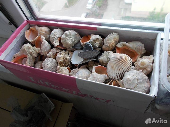 Ракушки с черноморского побережья