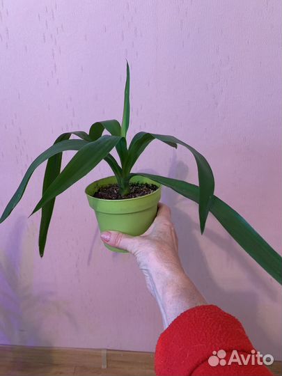 Юкка, Финиковая пальма, драцена