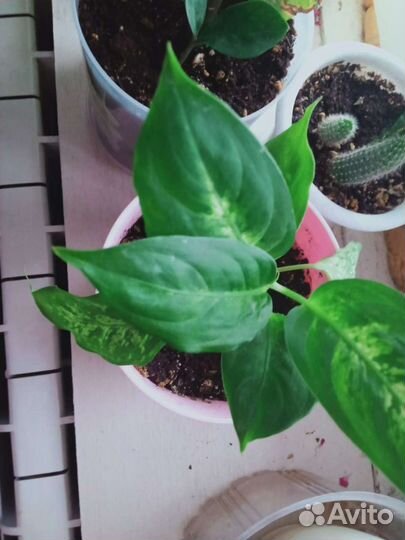 Диффенбахия