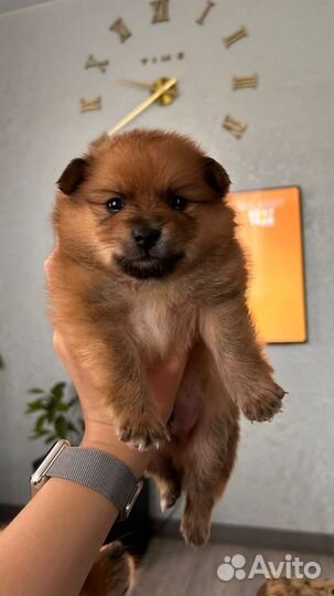 Щенок немецкого шпица