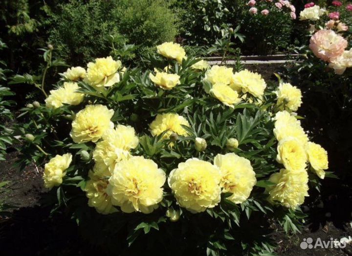 Пион бартзелла