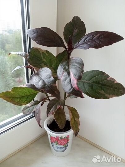 Домашние растения