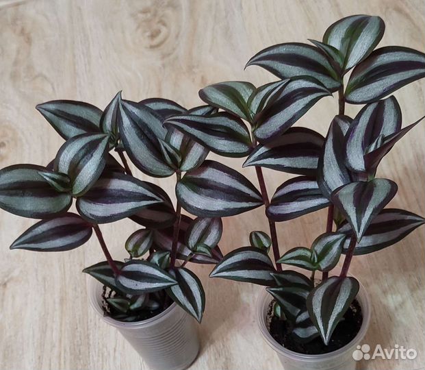 Гинура,сансевиерия, хлорофитум,пелиония,пеперомия