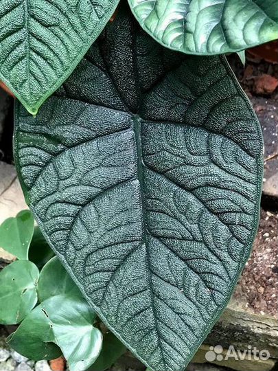 Алоказия Мело