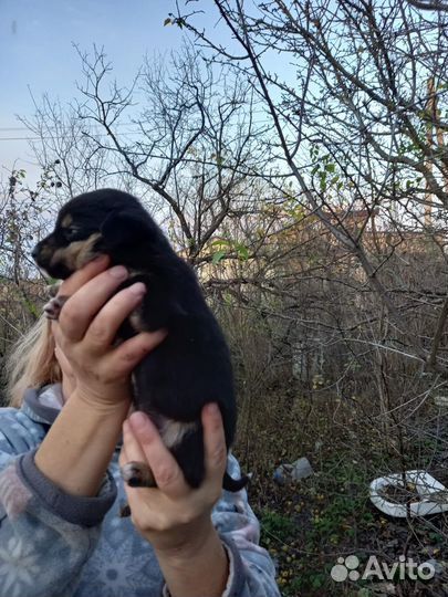 Щенки ищут дом