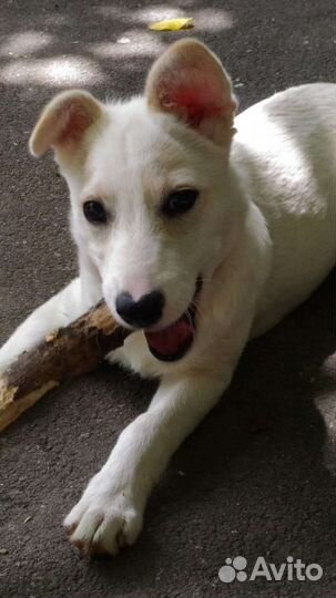 Белочка в дар