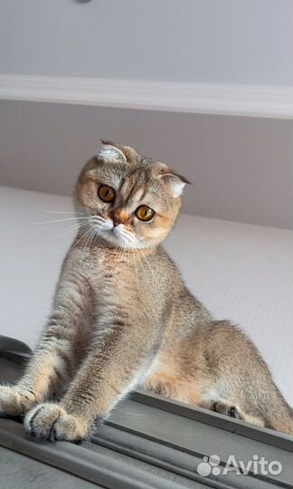 Шотландская кошка вязка