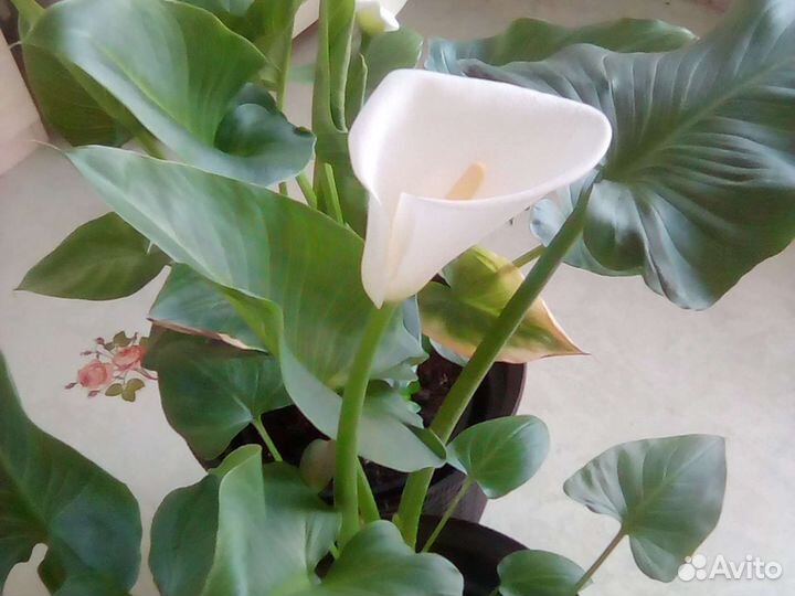 Калла эфиопская урожай 2023 года