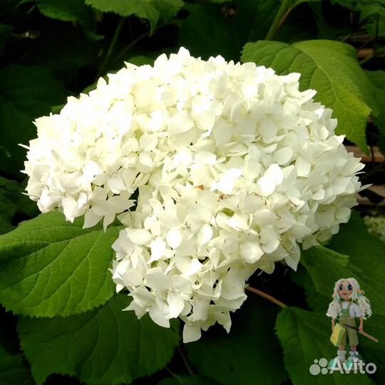 Гортензия древовидная Аннабель. Цветы для сада