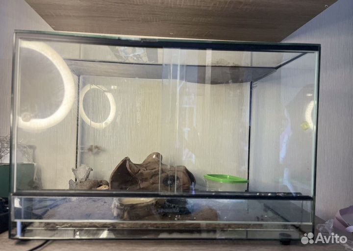 Террариум для рептилий эублефара с дефектом