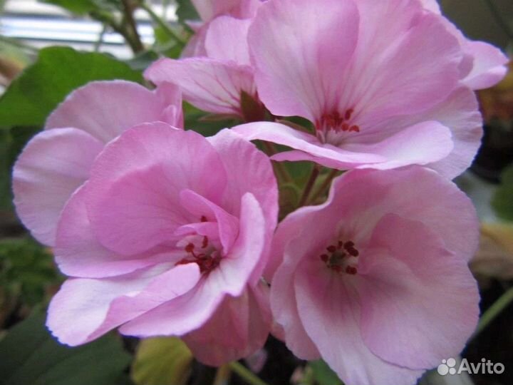 Пеларгония герань сортовая