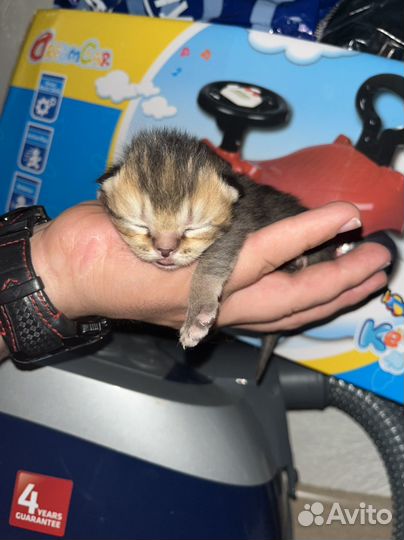 Британские котята