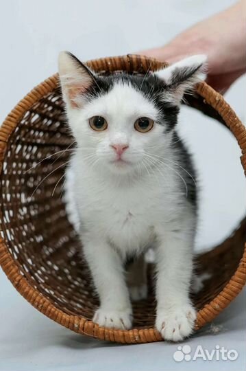 Трогательная Котёночек ищет дом