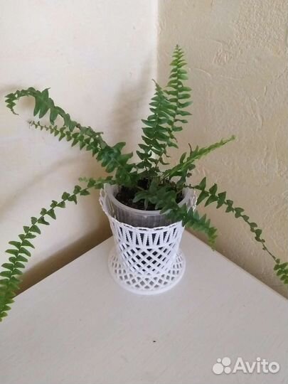 Папоротник нефролепис