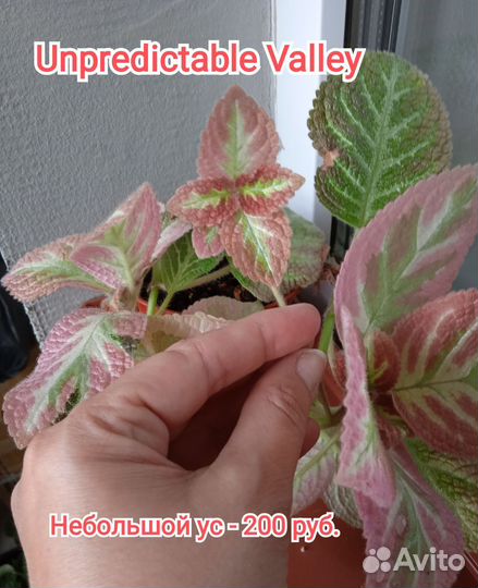 Акварельные и обычные эписции