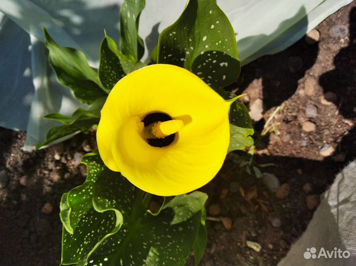 Садовые цветы и растения