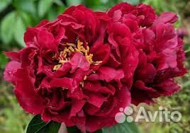 Пион валькирия от милле