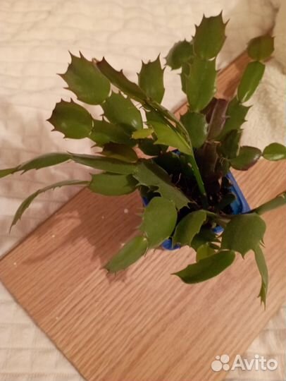 Декабрист розовый