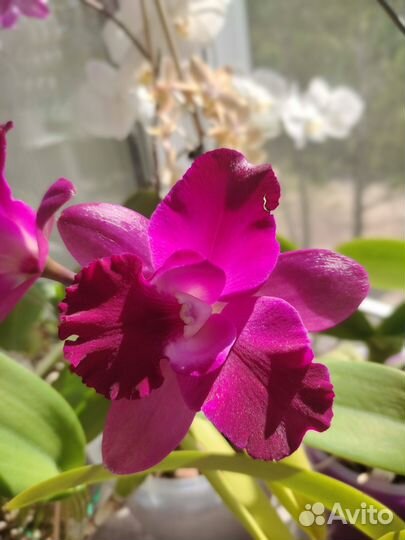 Орхидея катлея