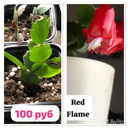 Декабрист шлюмбергера сортовые