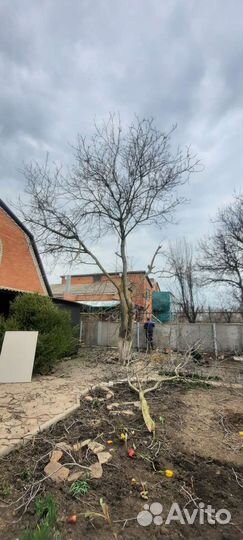 Спил деревьев