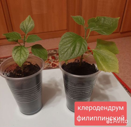 Клеродендрум филиппинский