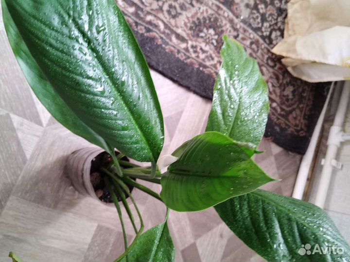 Комнатные растения