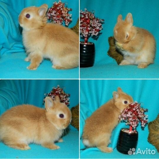 Цветной карлик