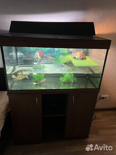 Черепахи красноухие с аквариумом