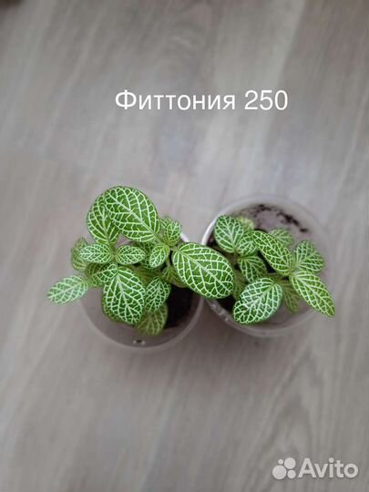 Фиттония 7 видов